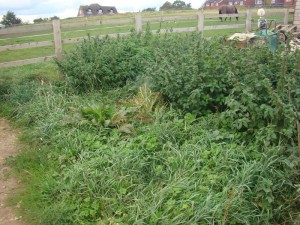 starting a new allotment covered in weeds