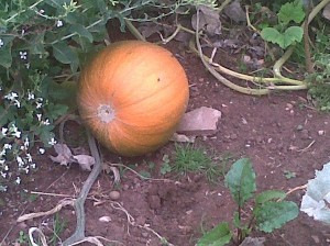 giant pumpkin