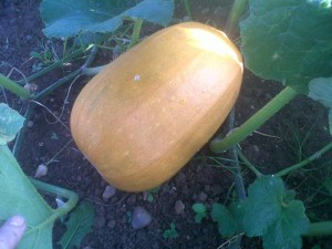 pumpkin at the allotment picture