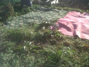 Clearing An Allotment