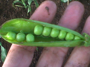 Growing Peas At Home