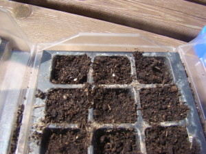Growing tomatoes from seed 2