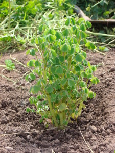 growing oca picture