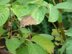 Potato Blight Infecting Leaves