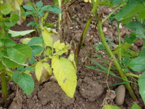 Potato Blight On Stems