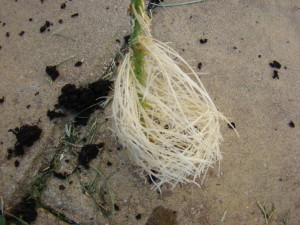 growing tomatoes using the side shoots picture