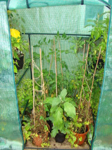 Plastic greenhouse open image