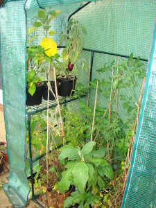 Plants in Plastic Greenhouse picture