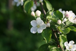 Growing Apples