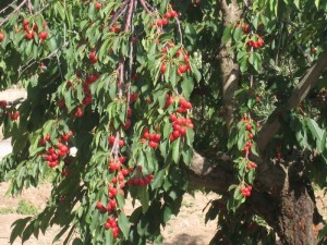 Bird Problems On Cherry Trees