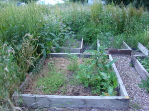 a weedy allotment