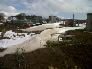 allotment under snow