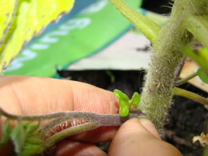 pinching off tomato shoots