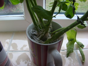 growing tomato side shoots