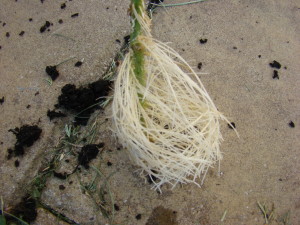 Tomato Roots Close up