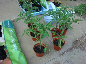 Tomato Seedlings In Pot