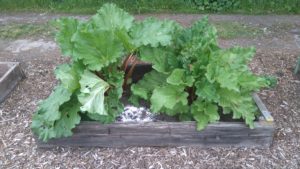 rhubarb plant