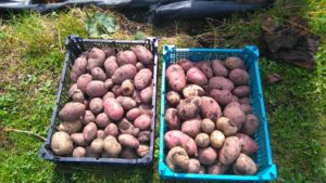 growing potatoes piture