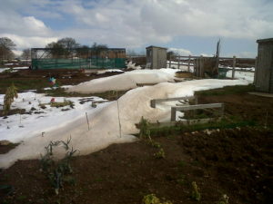 allotment in the snow