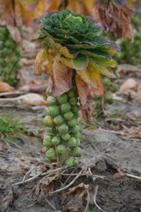 brussels sprouts image