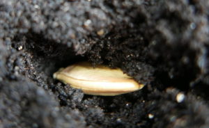 giant pumpkin seed planted