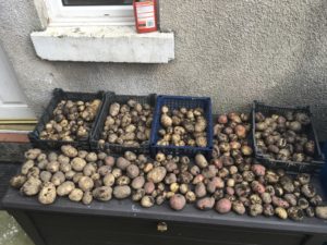 drying potatoes