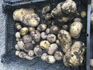 storing potatoes