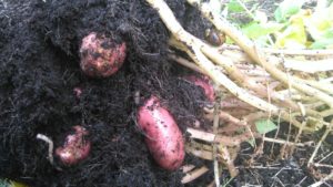 Lifting Potatoes