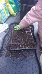 Planting Lady Salisbury Sweet Peas