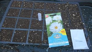 Cosmos Double Dutch White Picture