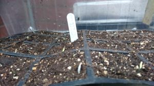 Cosmos Seeds Germinating Image