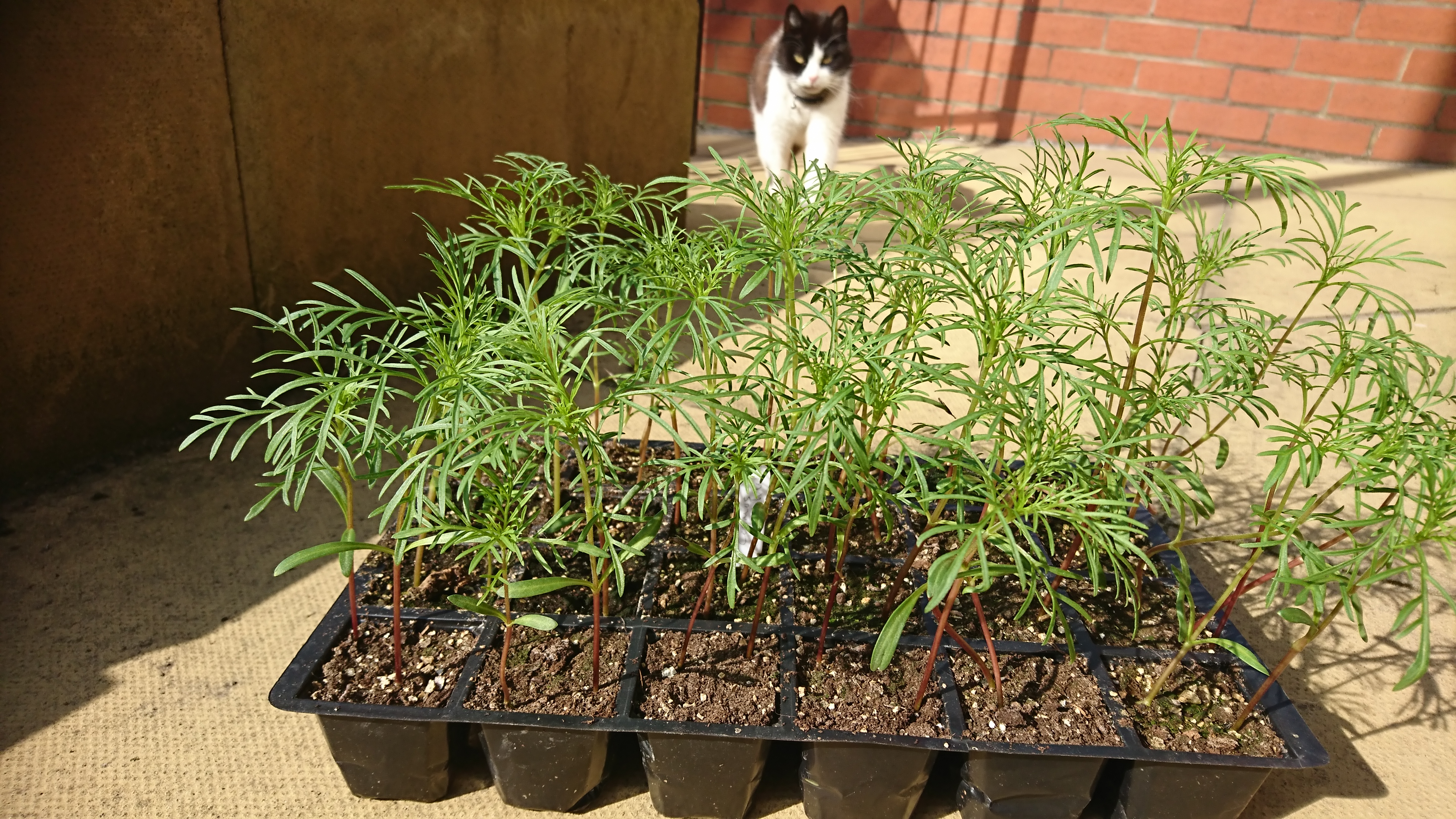 Mr Fothergill’s Seed Trial – Cosmos – Double Dutch White – Update