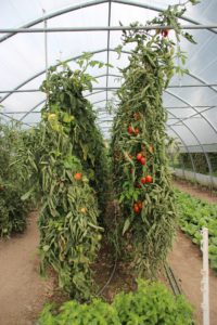 Indeterminate tomato plants