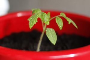 Tomato Seedling Picture